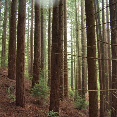 Bosque de Secuoyas de Cabezón