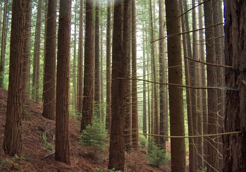 Bosque de Secuoyas de Cabezón