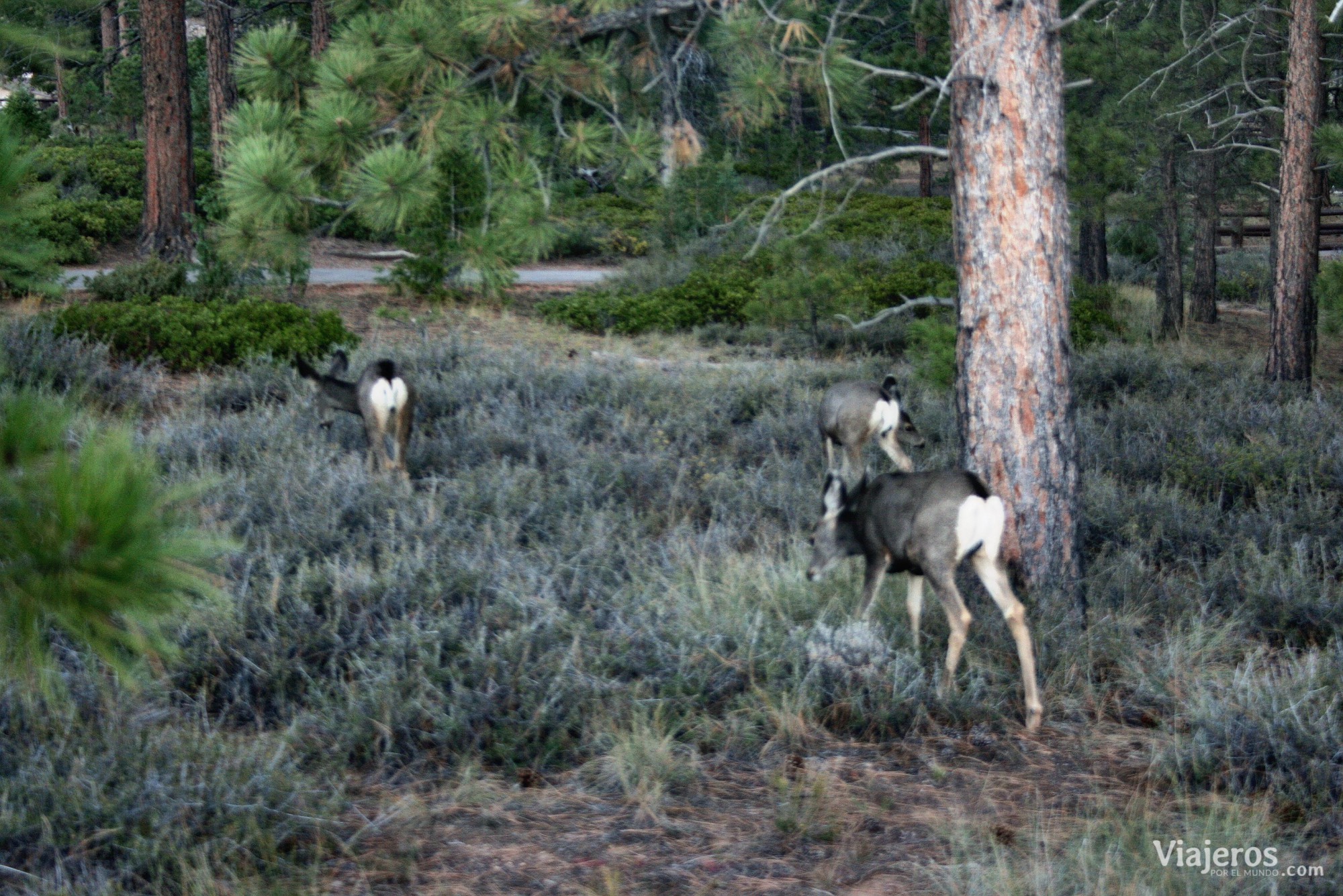 fauna Bryce Canyon National Park