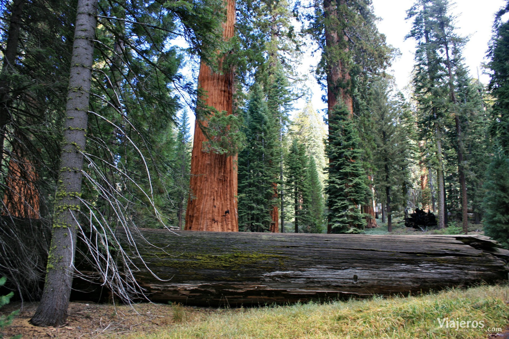 que ver Parques Nacionales de Estados Unidos Yosemite