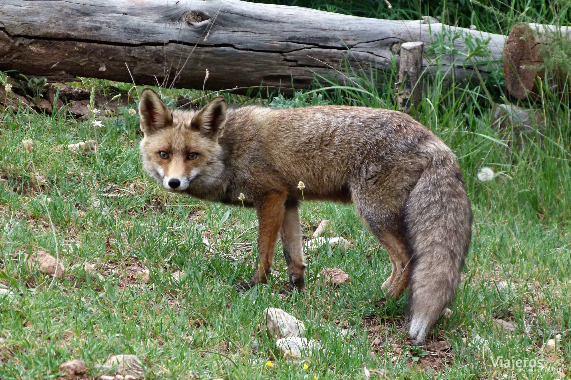 Fauna Parque Natural de Sierra de Cazorla