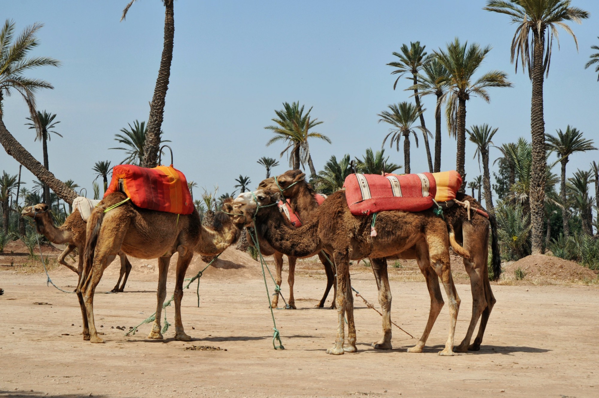 Palmeral de Marrakech, mística y dromedarios - Viajeros por el Mundo