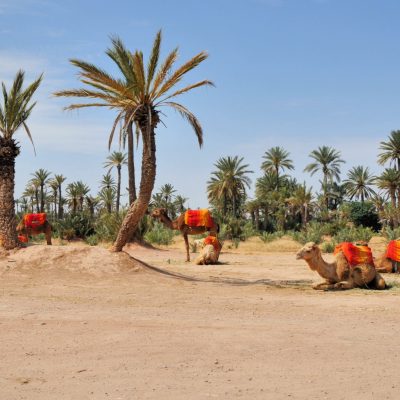 Palmeral de Marrakech, mística y dromedarios