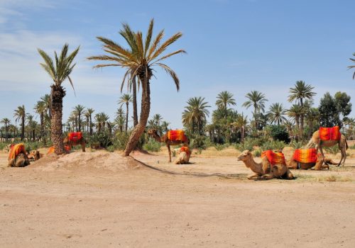 Palmeral de Marrakech, mística y dromedarios