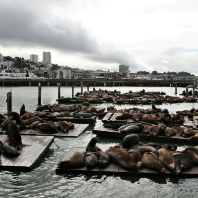 Pier 39, diversión familiar