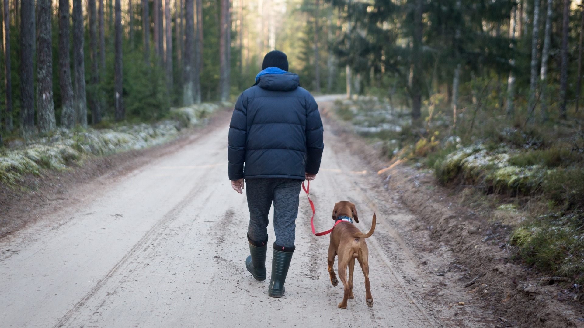 consejos para viajar con perros