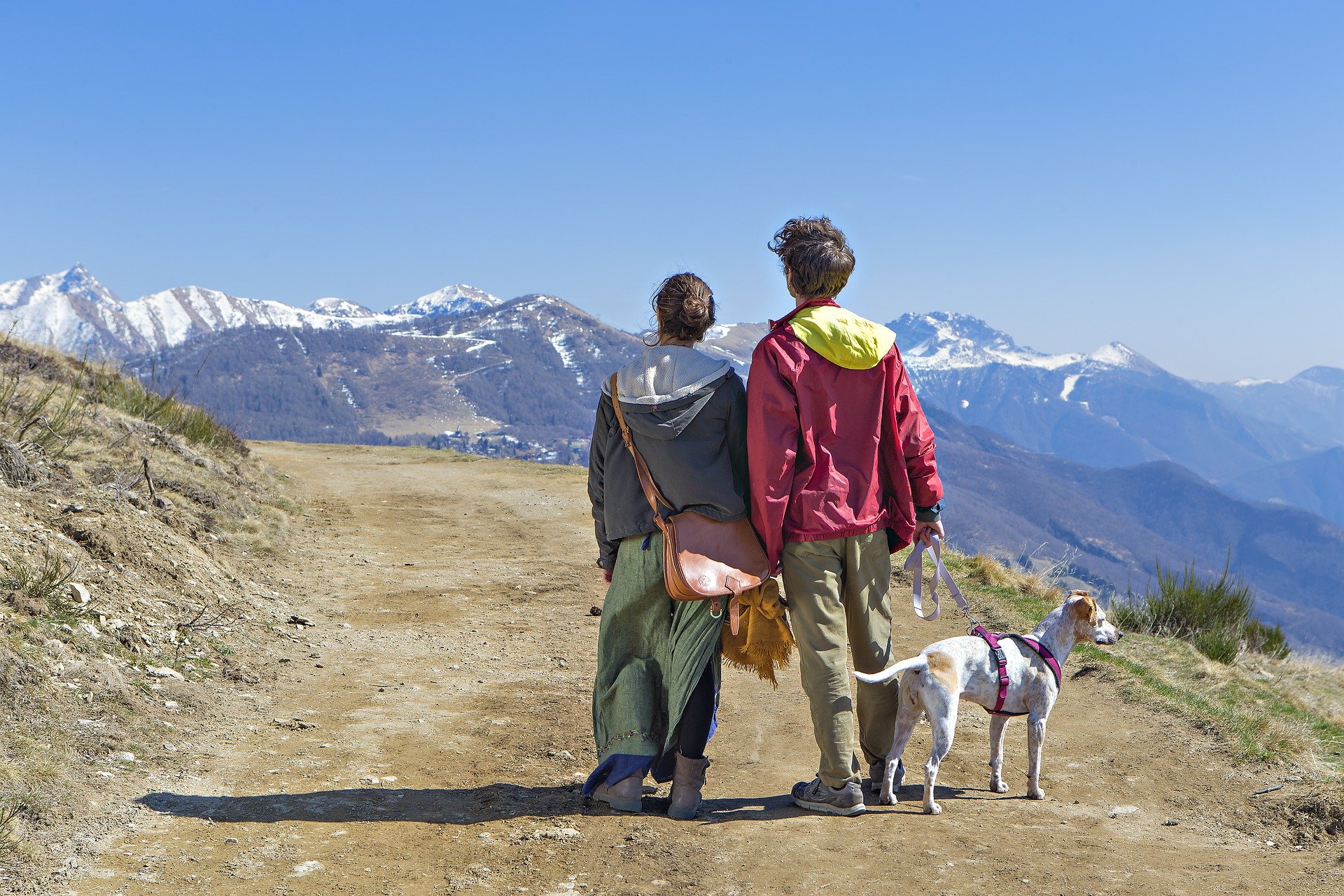 consejos para viajar con perros