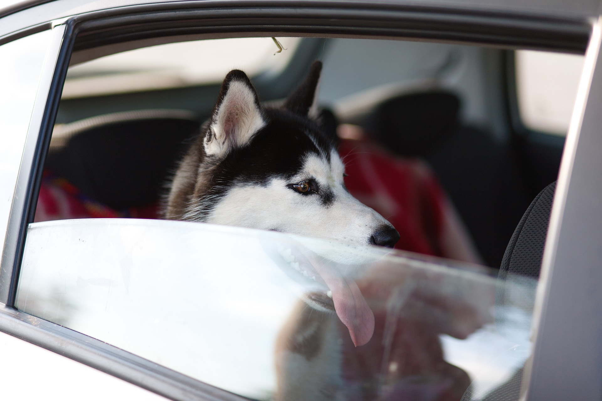 consejos para viajar con perros