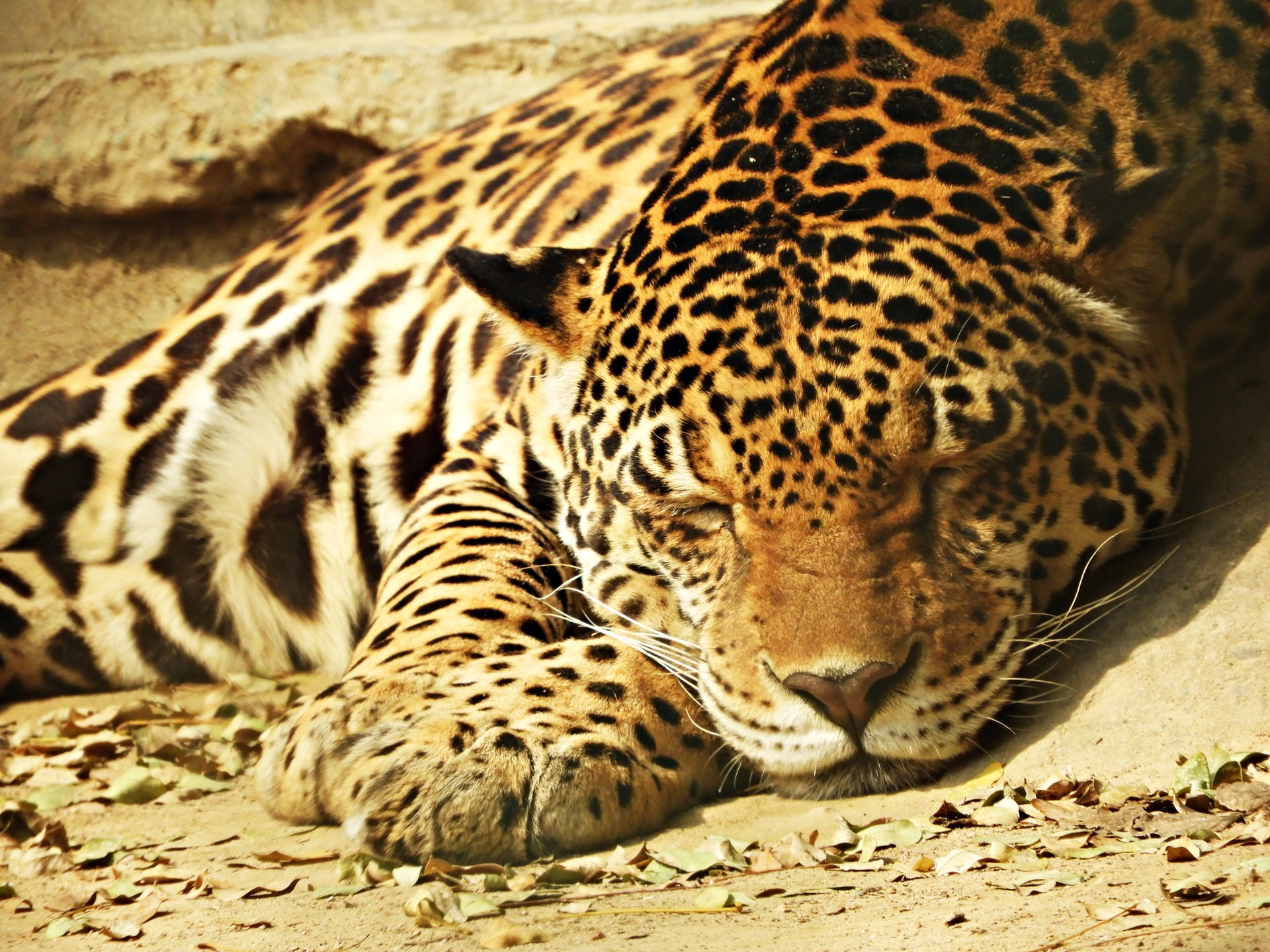 Parque Zoológico Nacional de Delhi - Viajeros por el Mundo