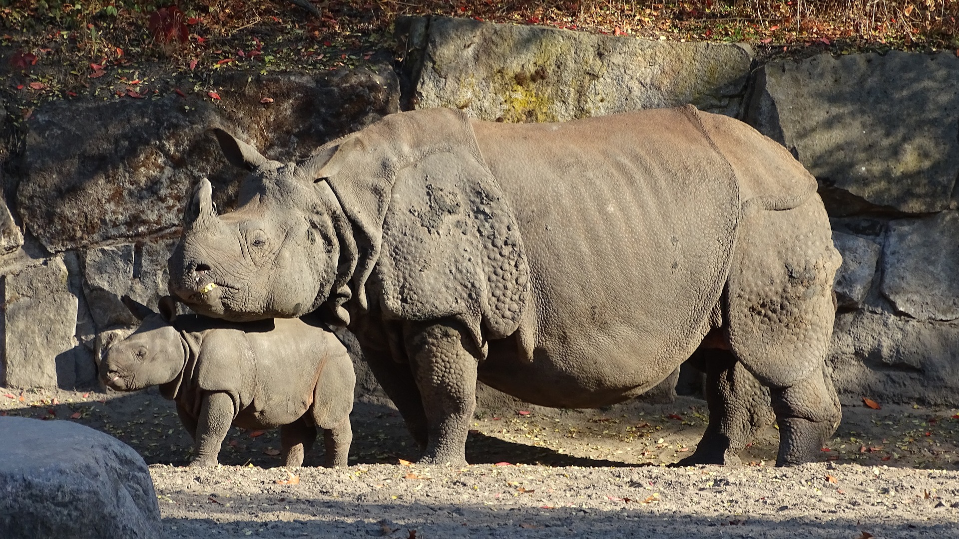 Parque Zoológico Nacional de Delhi - Viajeros por el Mundo