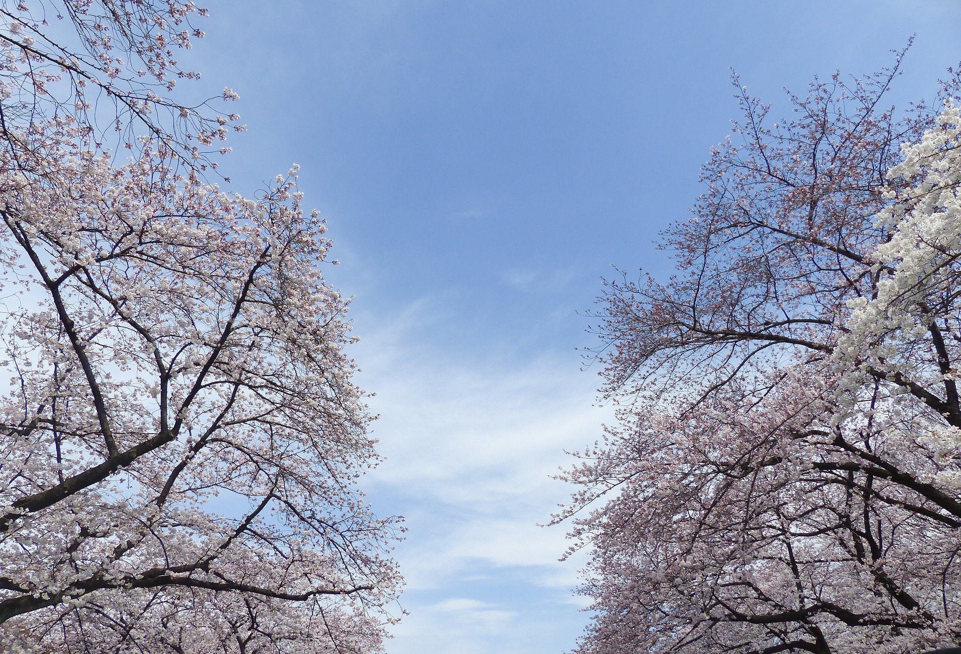 qué ver en Tokio Jardines Hamarikyu