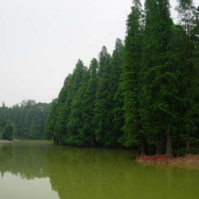 Jardín Botánico del sur de China