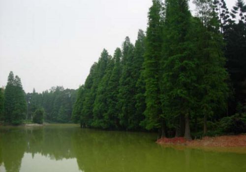 Jardín Botánico del sur de China