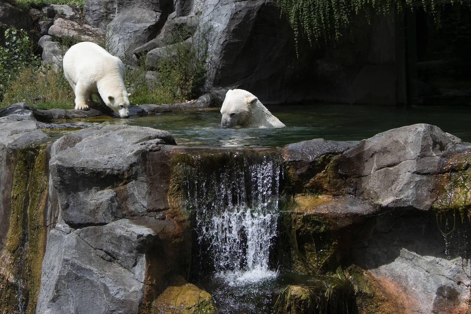 Zoológico de Schönbrunn, Viena - Viajeros por el Mundo