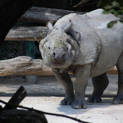 Zoológico de Schönbrunn, Viena