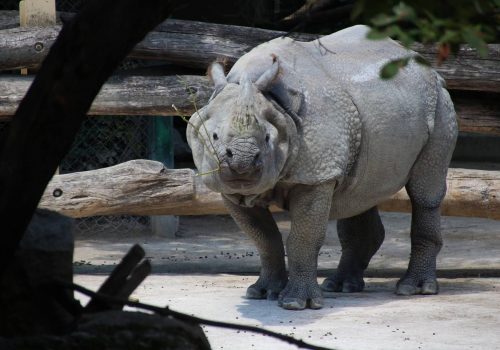 Zoológico de Schönbrunn, Viena