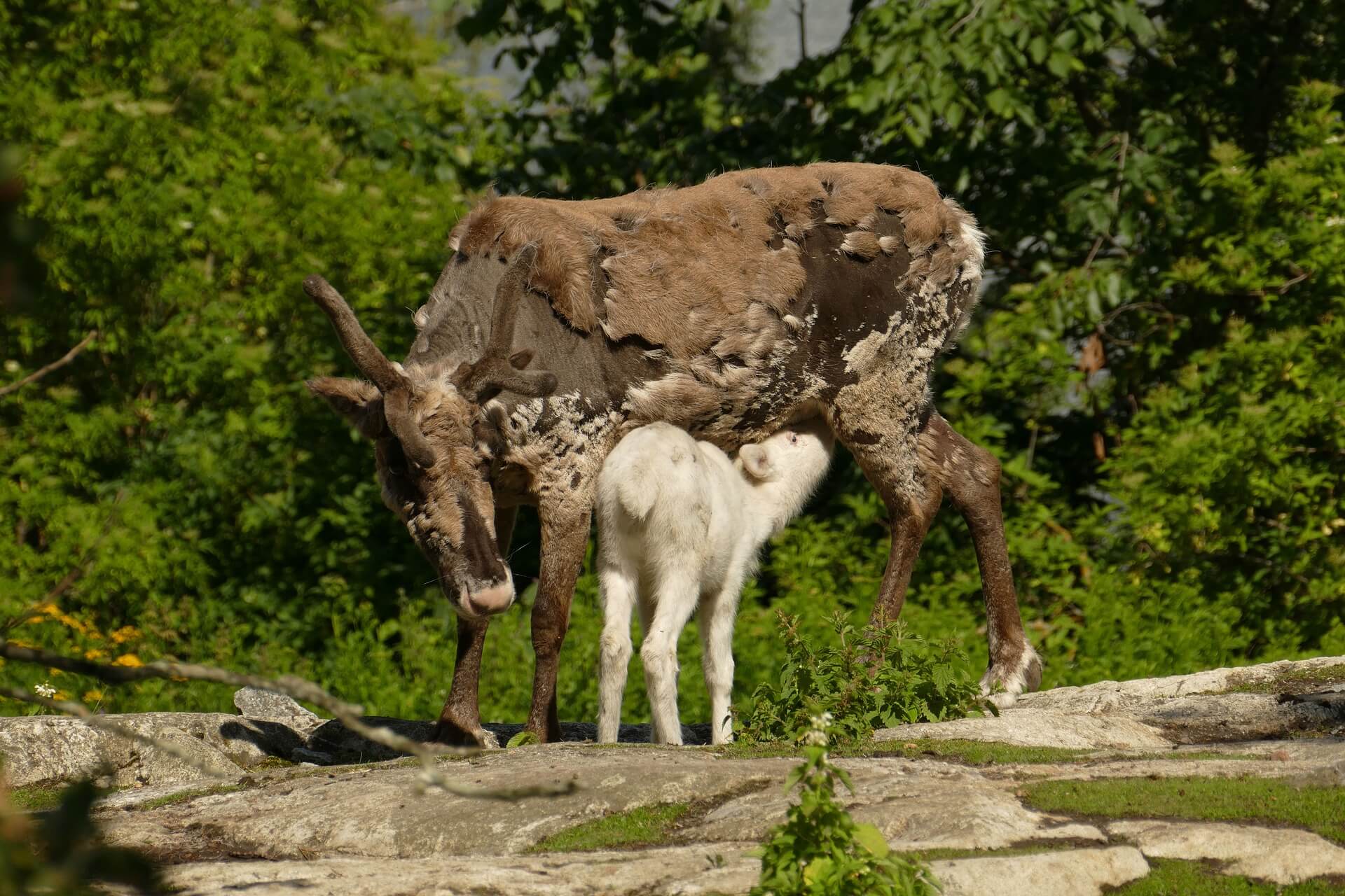 Skansen, Museo de Estocolmo - Viajeros por el Mundo