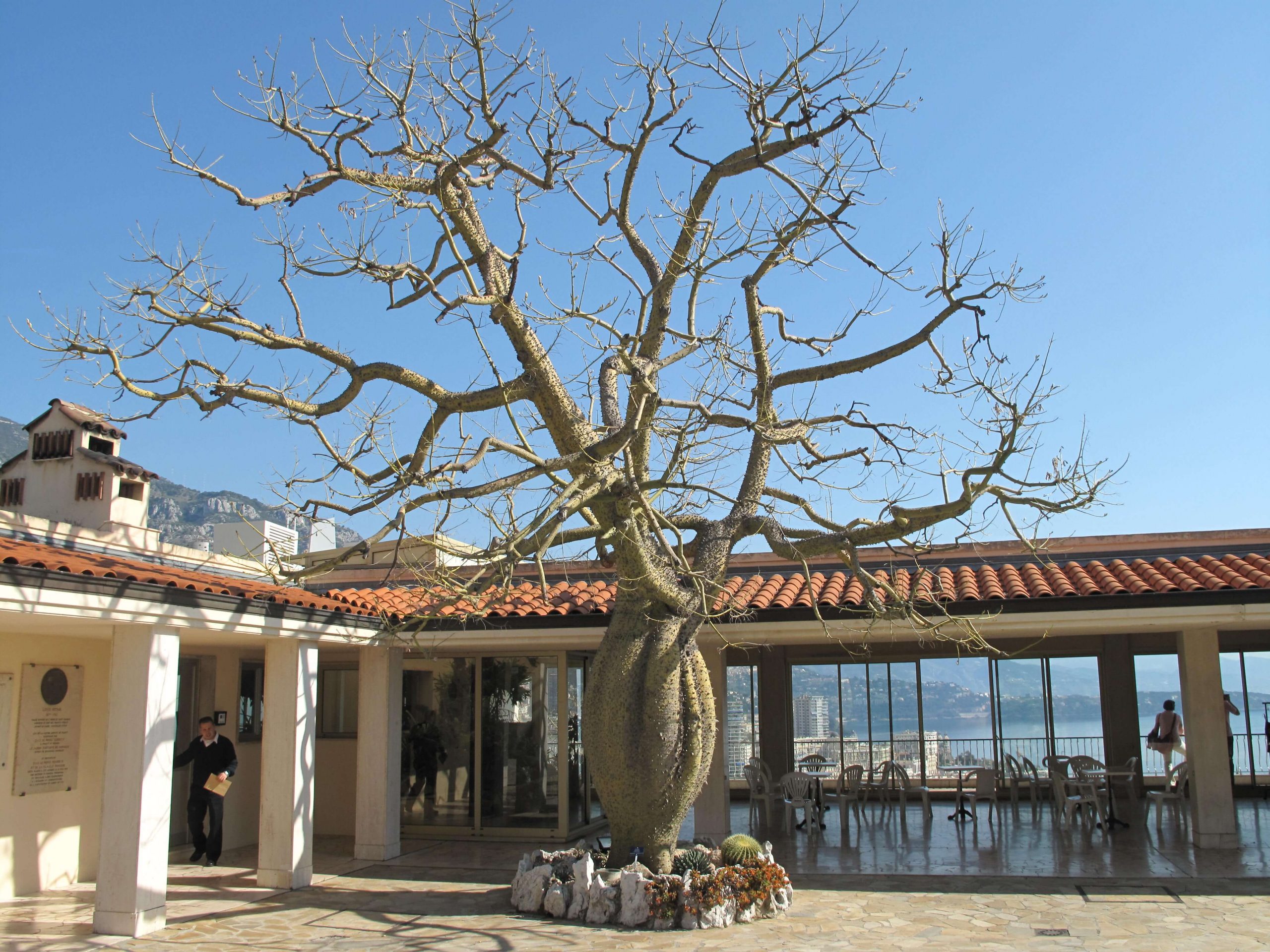 qué ver en Montecarlo Jardín Exótico de Mónaco